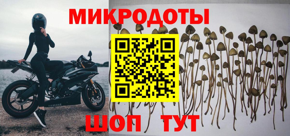 Псилоцибиновые грибы Psilocybine cubensis Новосибирск